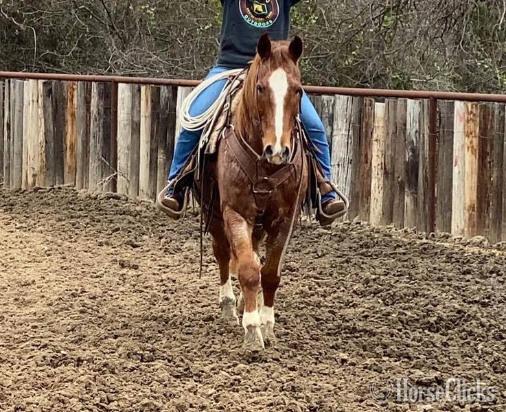 "Elliot" Red Roan Gelding Quarter Horse - Quarter Horse in Texas
