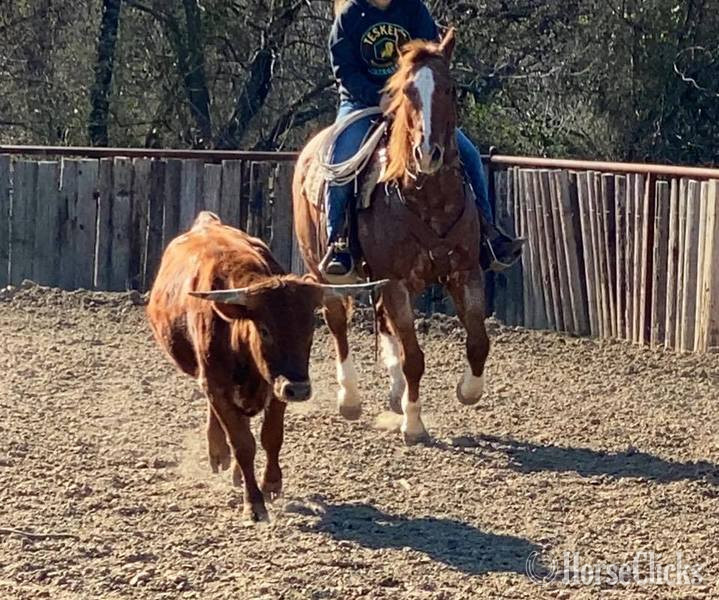 "Elliot" Red Roan Gelding Quarter Horse - Quarter Horse