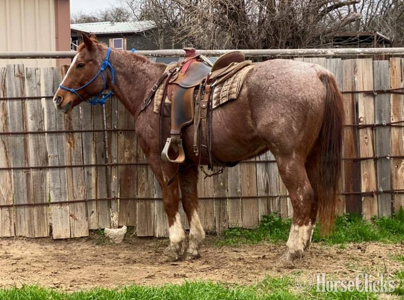 "Elliot" Red Roan Gelding Quarter Horse Texas
