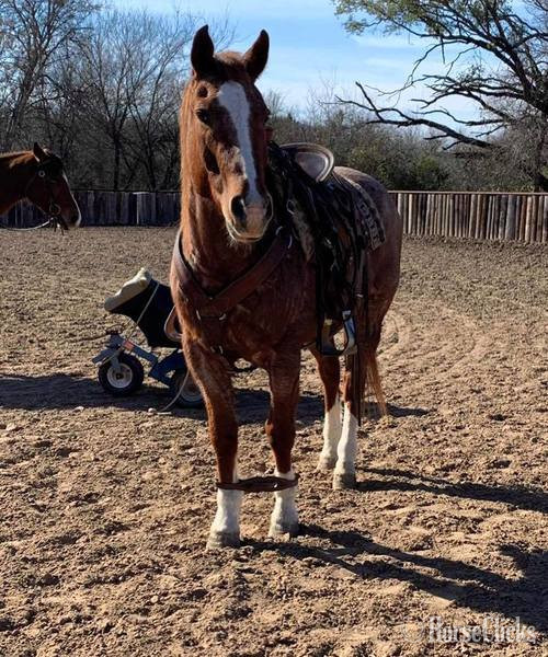 Quarter Horse - "Elliot" Red Roan Gelding Quarter Horse in Texas