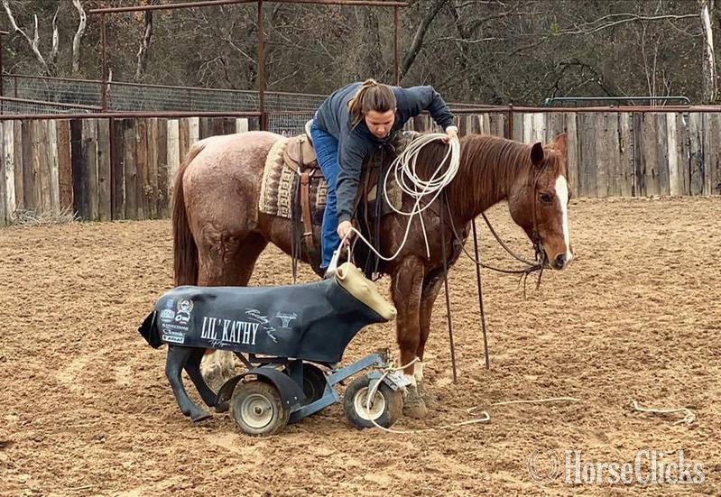 Quarter Horse - "Elliot" Red Roan Gelding Quarter Horse