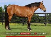 "Rowdys Katmandu" Buckskin Gelding Other Breed