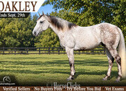 "Oakley" Grey Gelding Quarter Horse