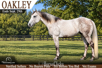 "Oakley" Grey Gelding Quarter Horse