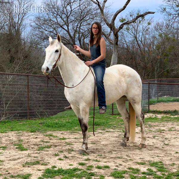 "Henry" Grey Gelding Quarter Horse in Texas