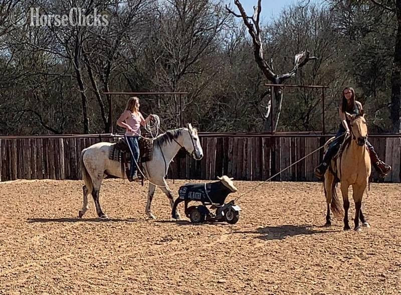 "Henry" Grey Gelding Quarter Horse