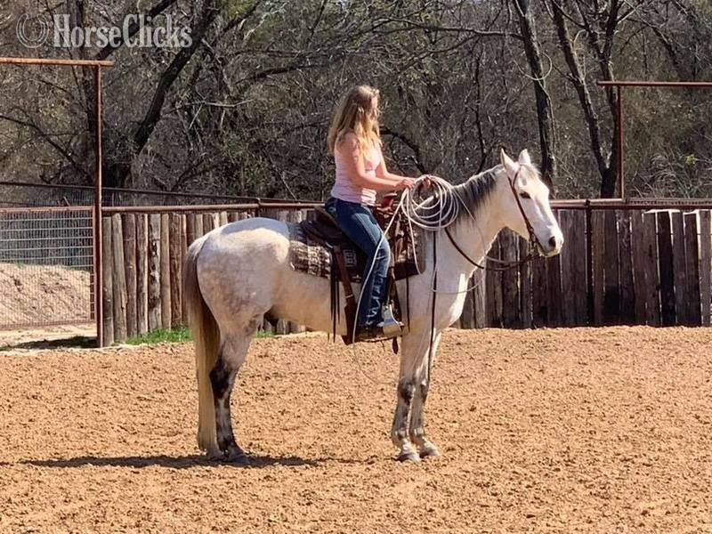 Texas "Henry" Grey Gelding Quarter Horse