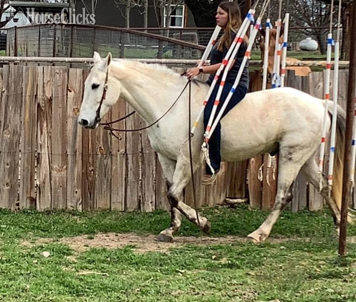 "Henry" Grey Gelding Quarter Horse - Quarter Horse in Texas