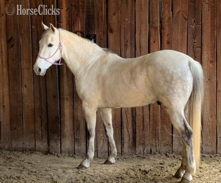 "Henry" Grey Gelding Quarter Horse - Quarter Horse