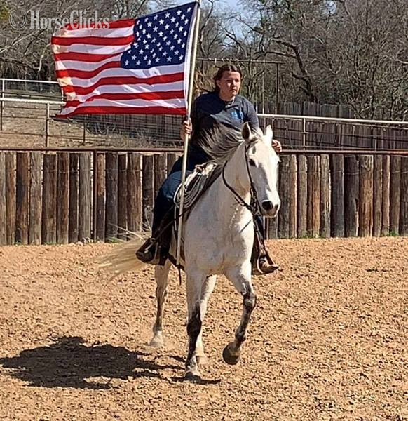"Henry" Grey Gelding Quarter Horse Texas
