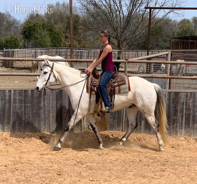 Quarter Horse - "Henry" Grey Gelding Quarter Horse in Texas