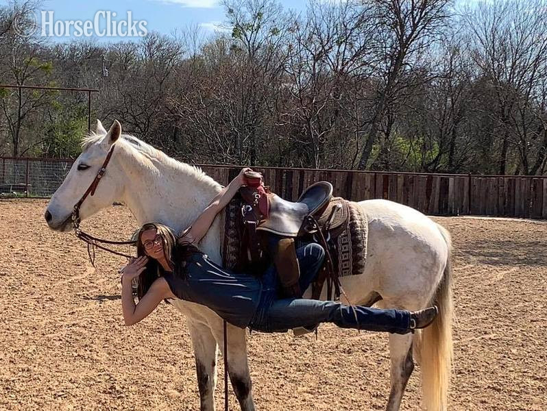 Quarter Horse - "Henry" Grey Gelding Quarter Horse