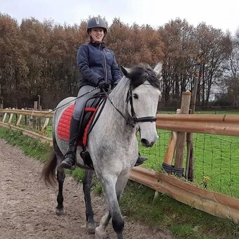 "IRIS" Grey Gelding Andalusian