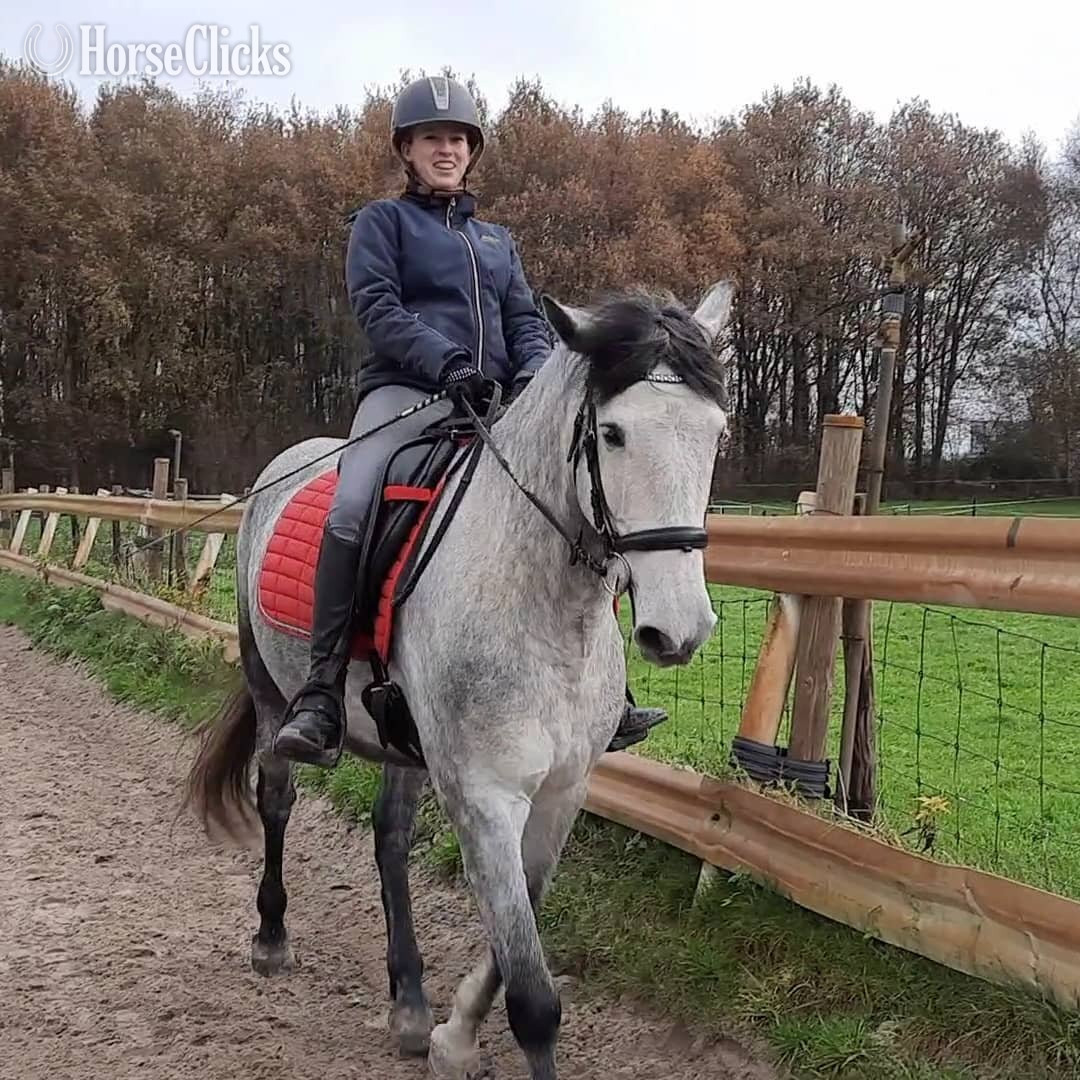 "IRIS" Grey Gelding Andalusian in Mississippi