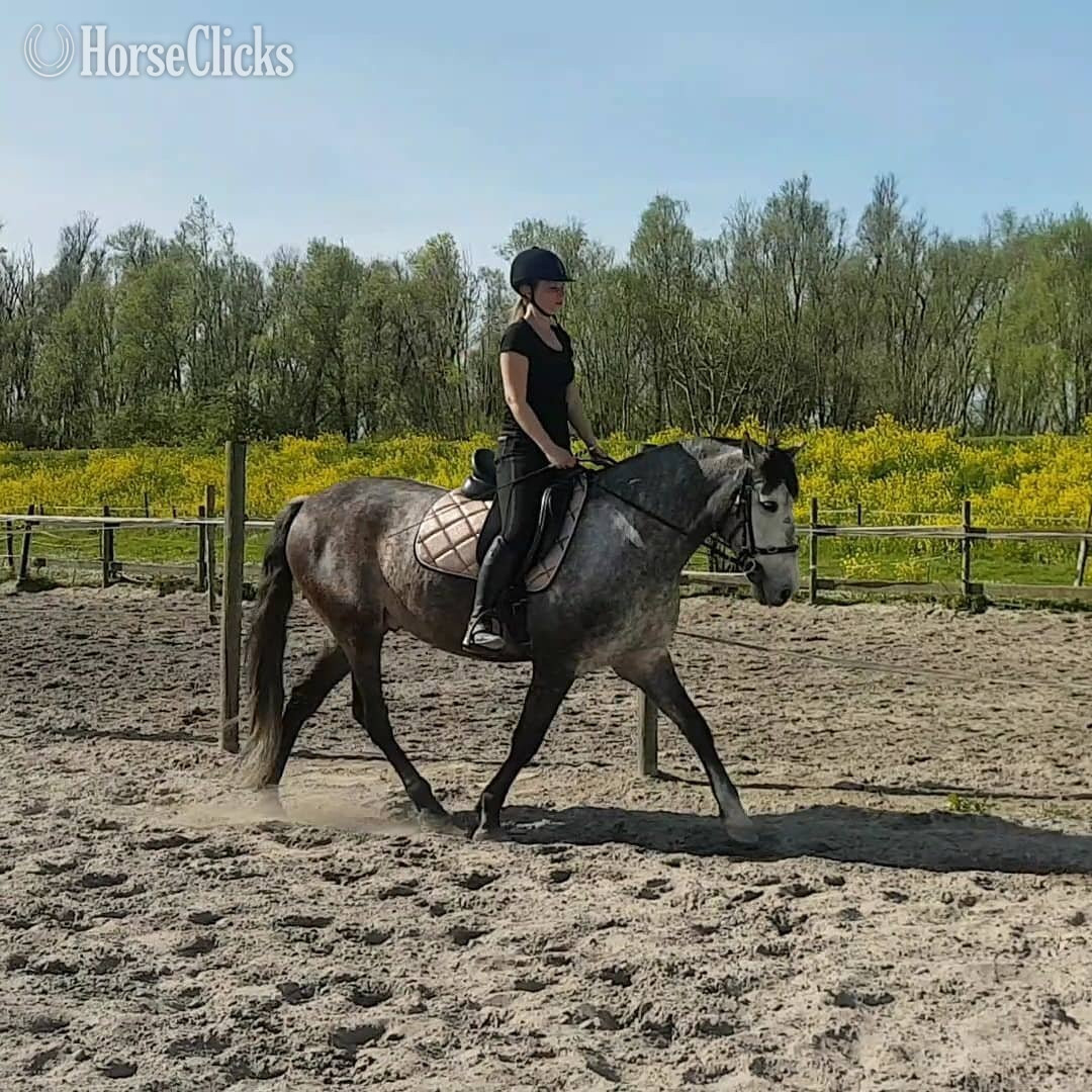 "IRIS" Grey Gelding Andalusian