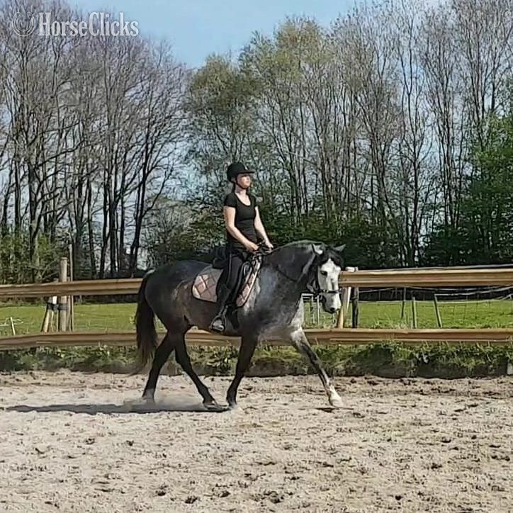 Mississippi "IRIS" Grey Gelding Andalusian