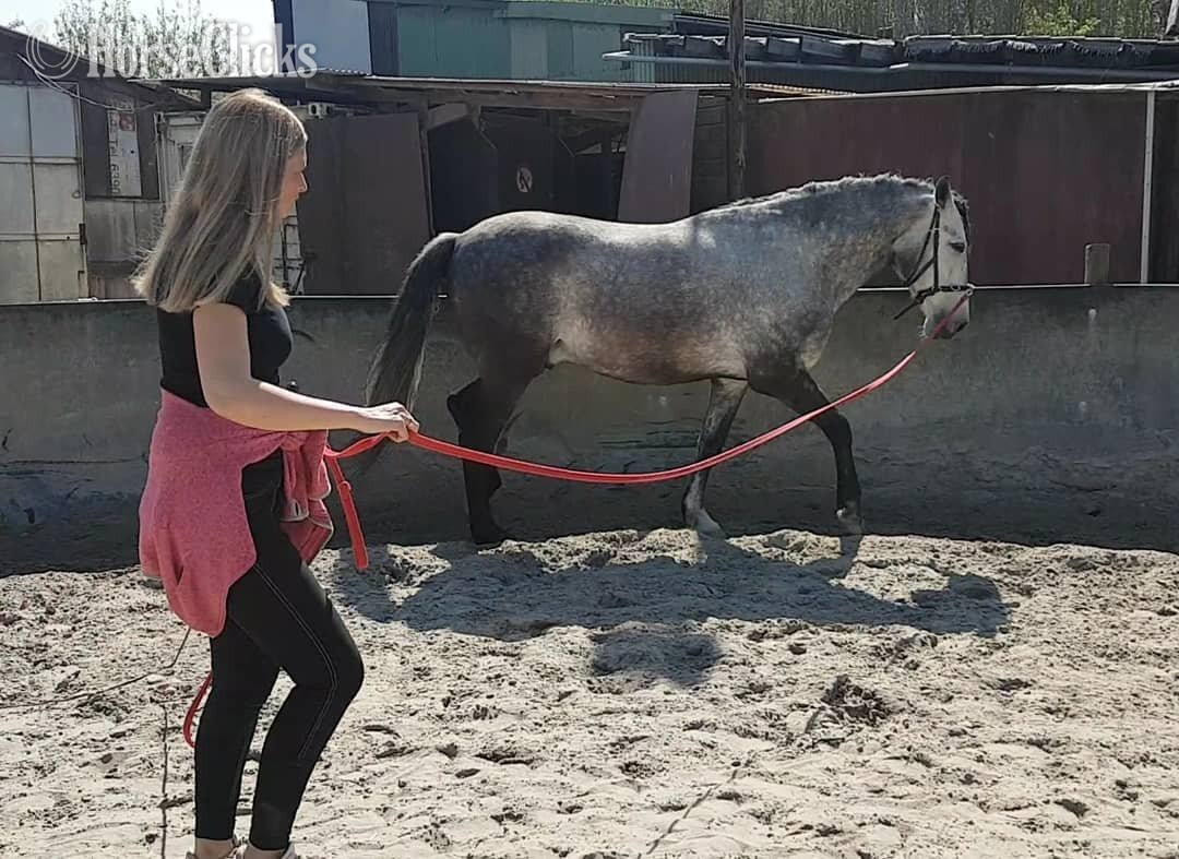 "IRIS" Grey Gelding Andalusian - Andalusian in Mississippi