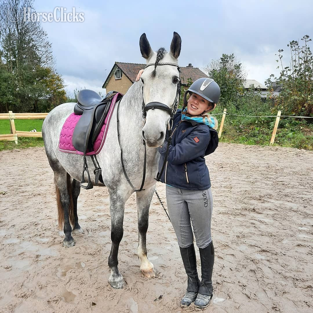 "IRIS" Grey Gelding Andalusian - Andalusian