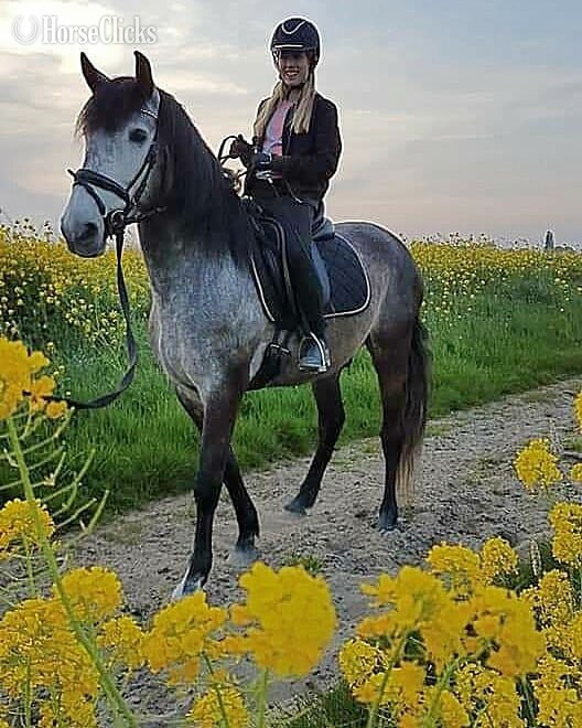 "IRIS" Grey Gelding Andalusian Mississippi