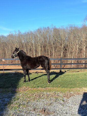 "Jazz" Black Filly Other Breed