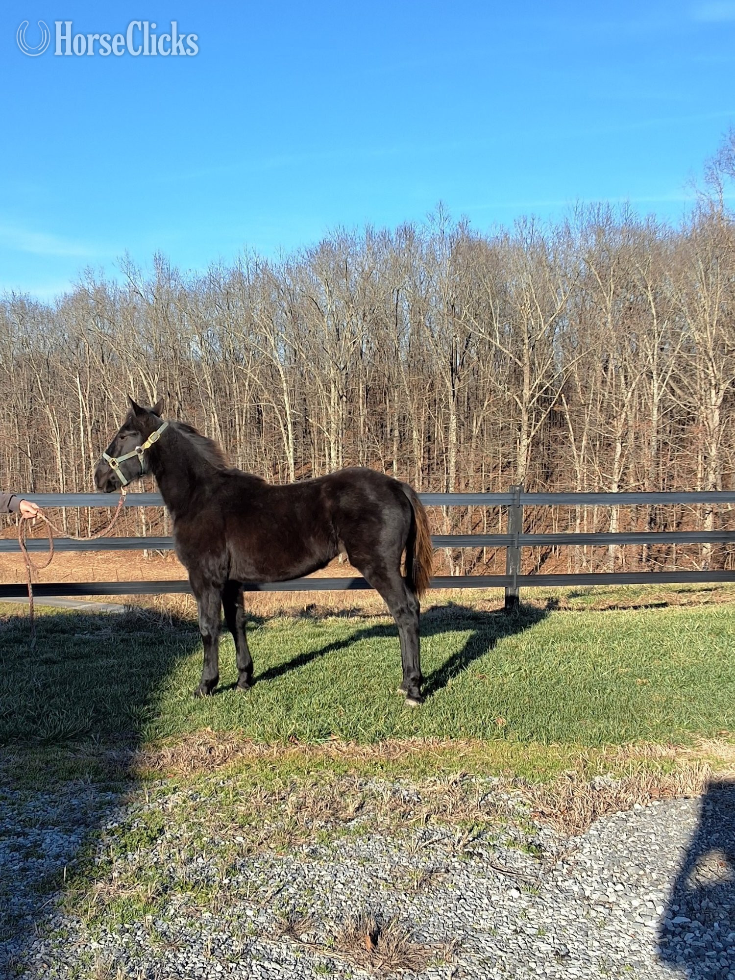 "Jazz" Black Filly Other Breed in Kentucky