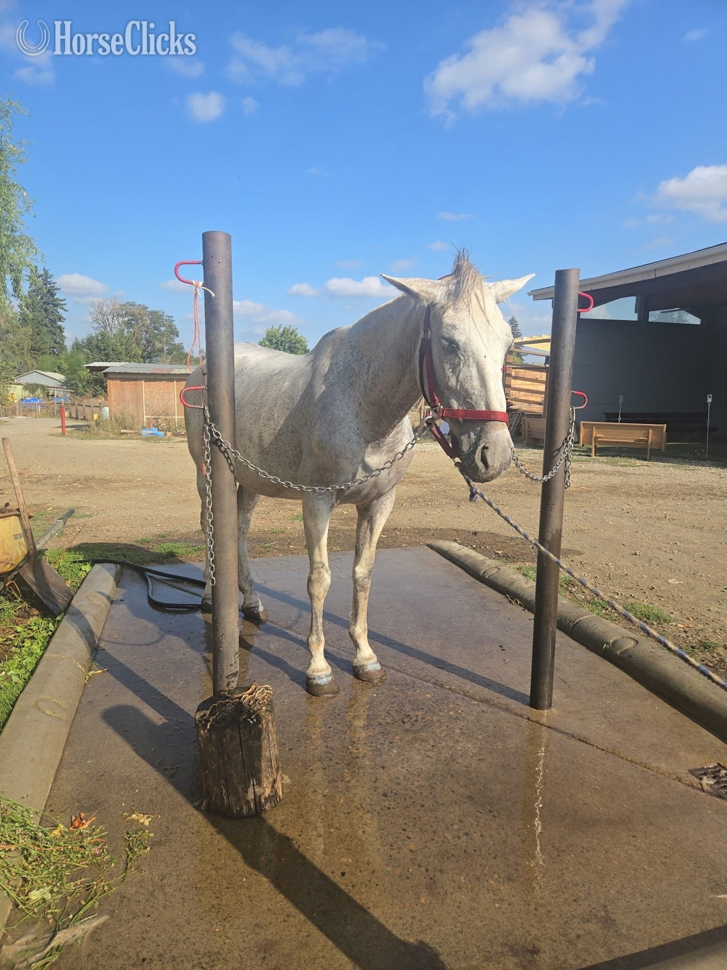 "Valentina LXXII" White Mare Other Breed in Oregon