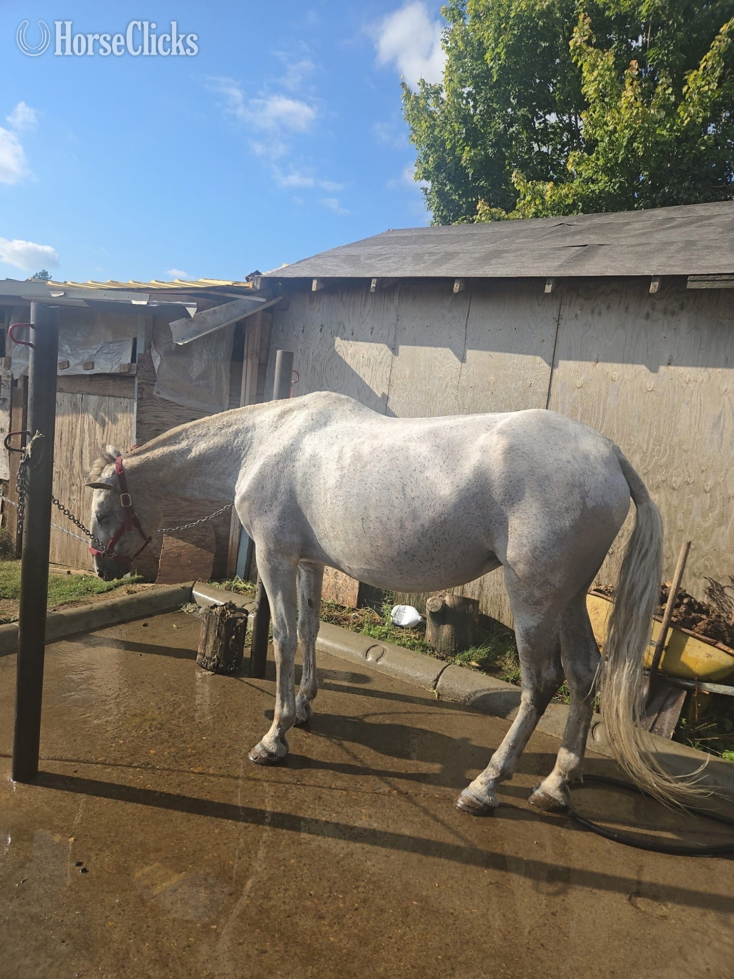 "Valentina LXXII" White Mare Other Breed