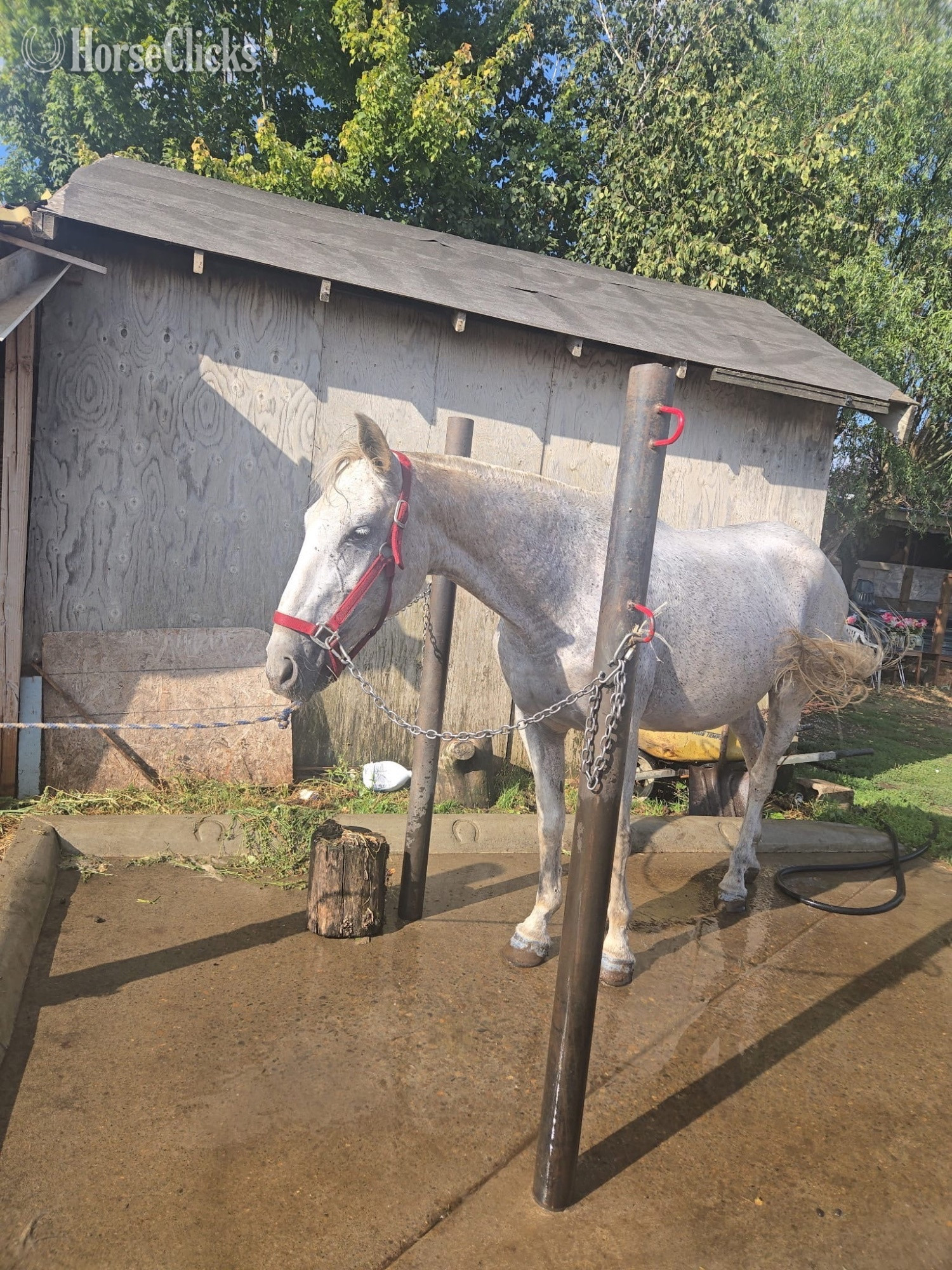 Oregon "Valentina LXXII" White Mare Other Breed