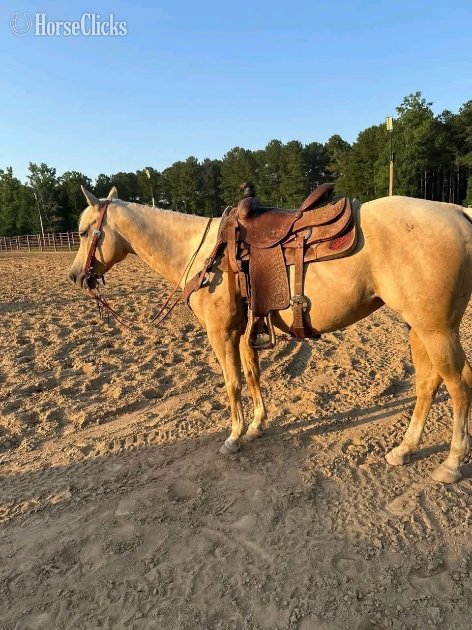 Kentucky "Misty" Palomino Mare Quarter Pony