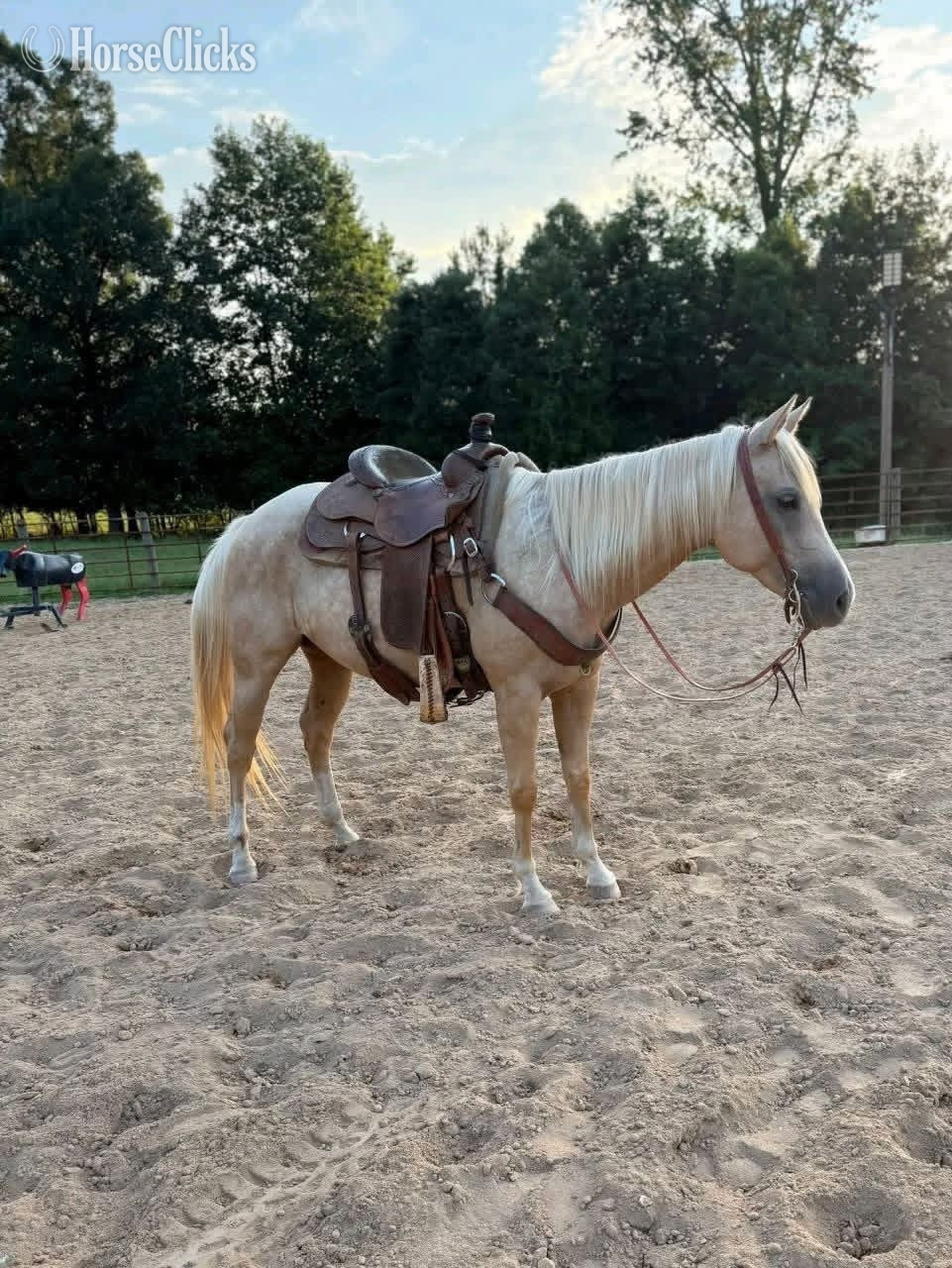 "Misty" Palomino Mare Quarter Pony - Quarter Pony