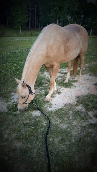 "Misty" Palomino Mare Quarter Pony