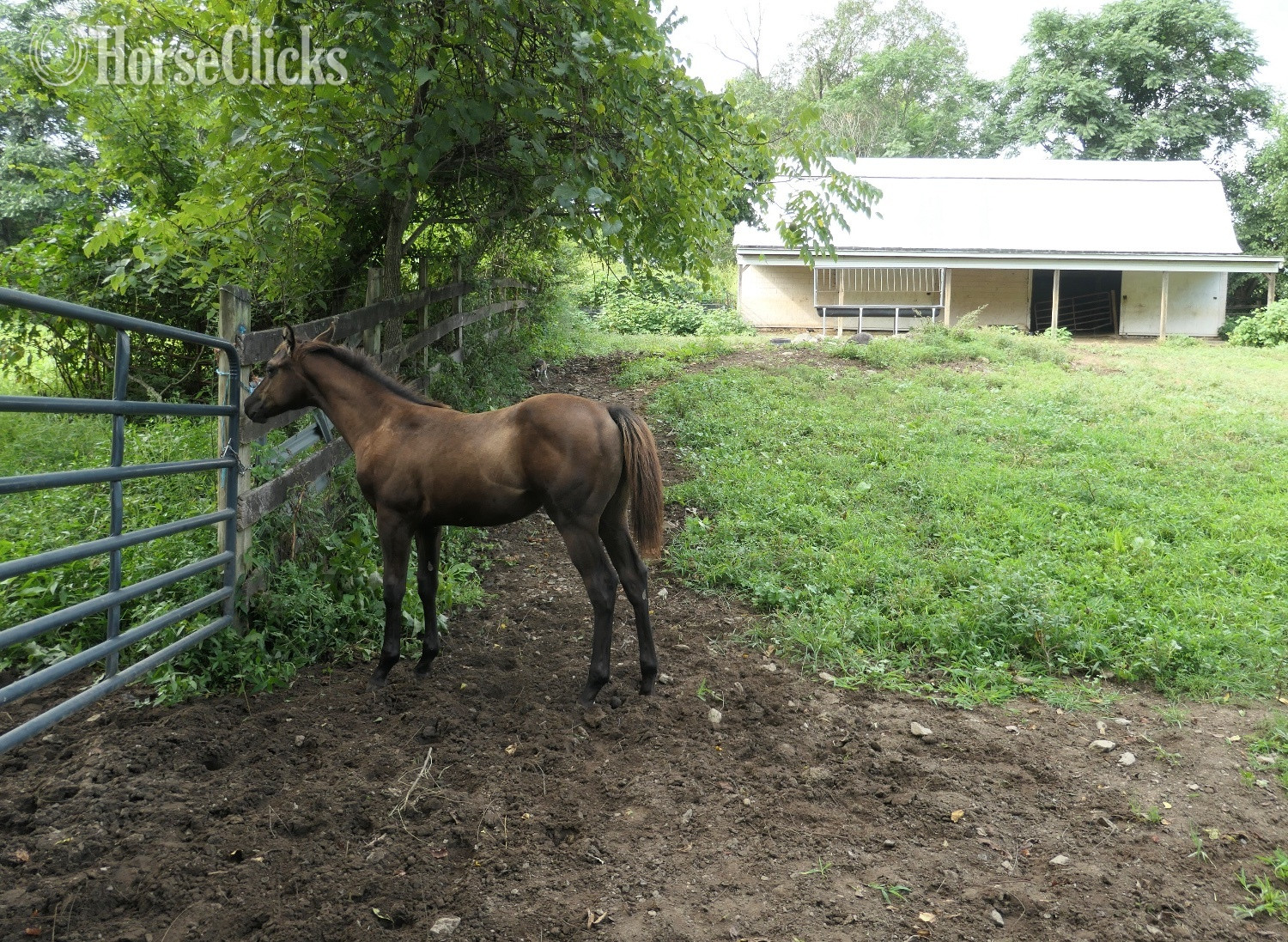 "Midnight Thing" Black Filly Quarter Horse