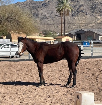 "Hooch" Bay Gelding Paint