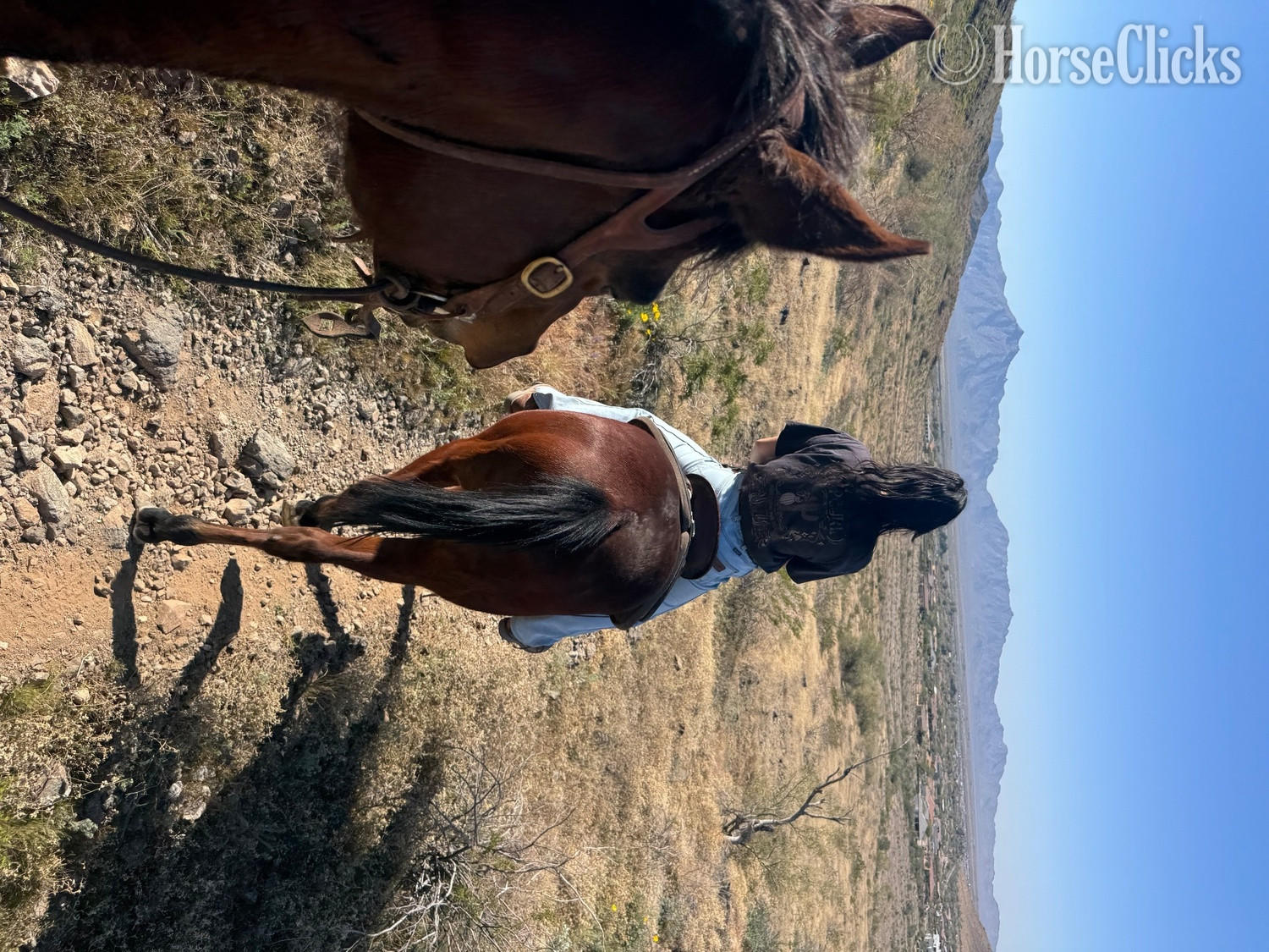 "Hooch" Bay Gelding Paint