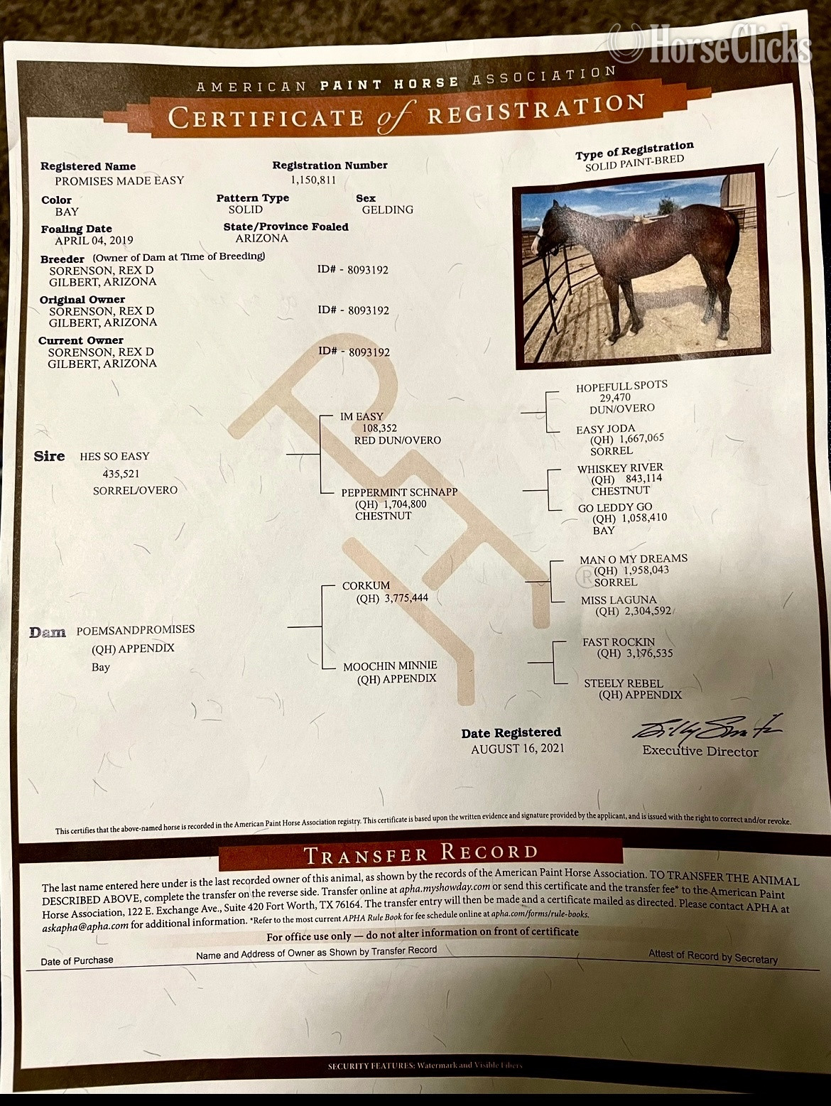 Arizona "Hooch" Bay Gelding Paint