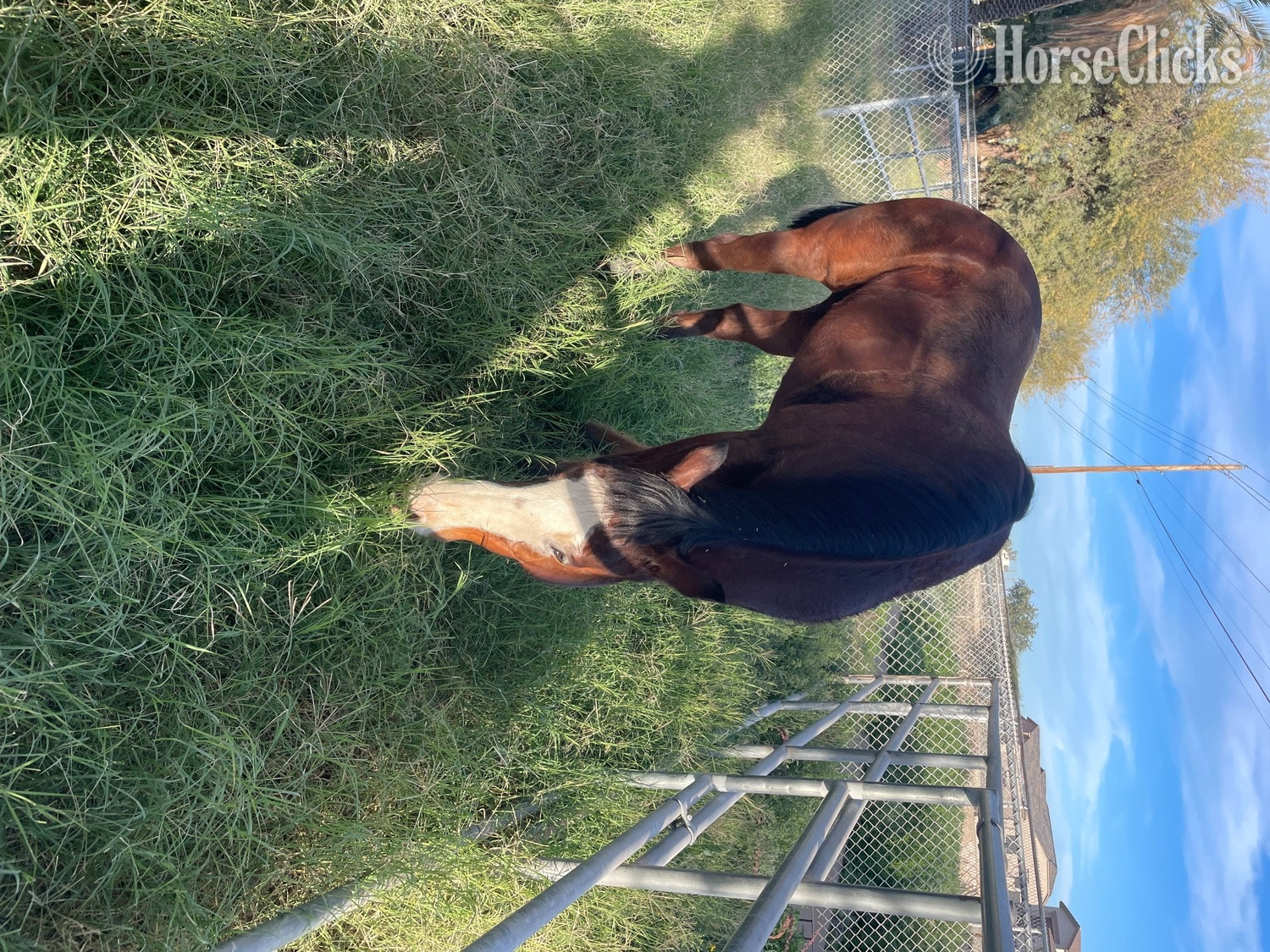 "Hooch" Bay Gelding Paint - Paint
