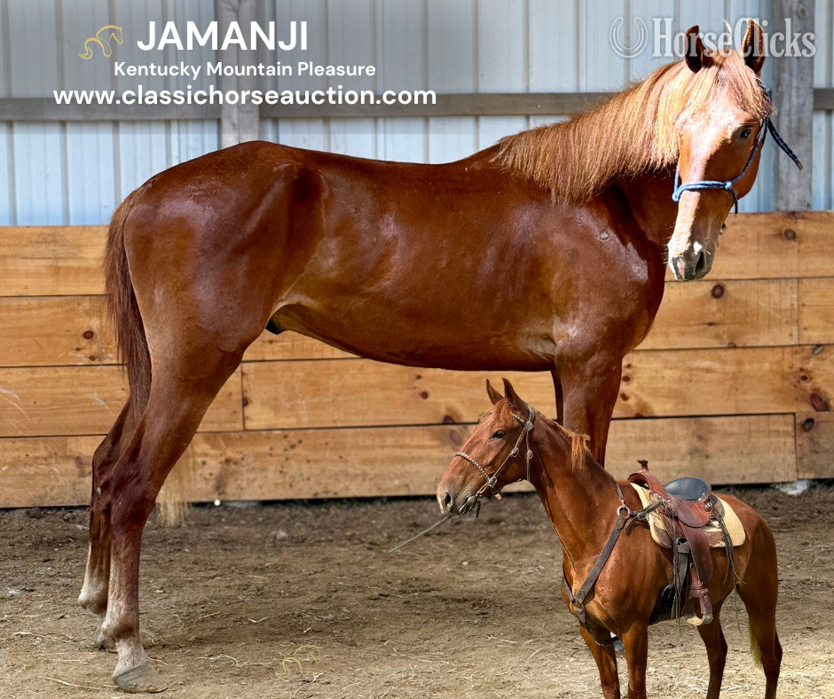 "JAMANJI" Chestnut Gelding Kentucky Mountain in Kentucky