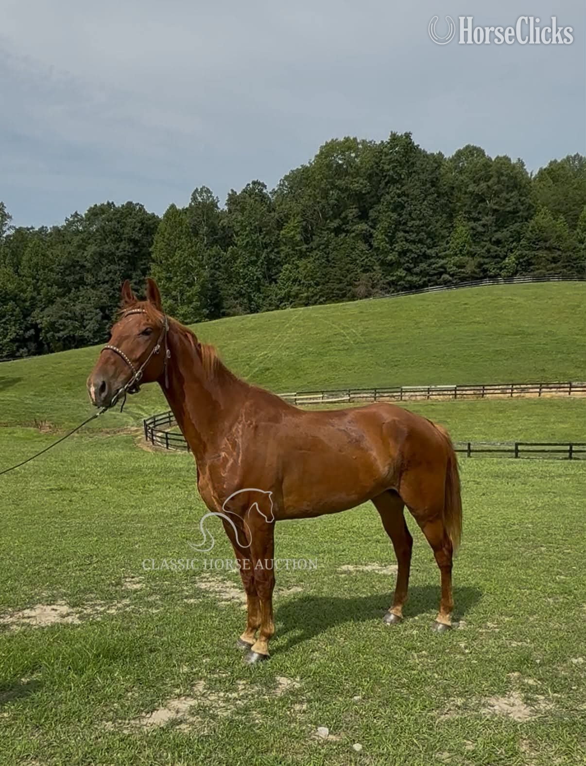 "JAMANJI" Chestnut Gelding Kentucky Mountain