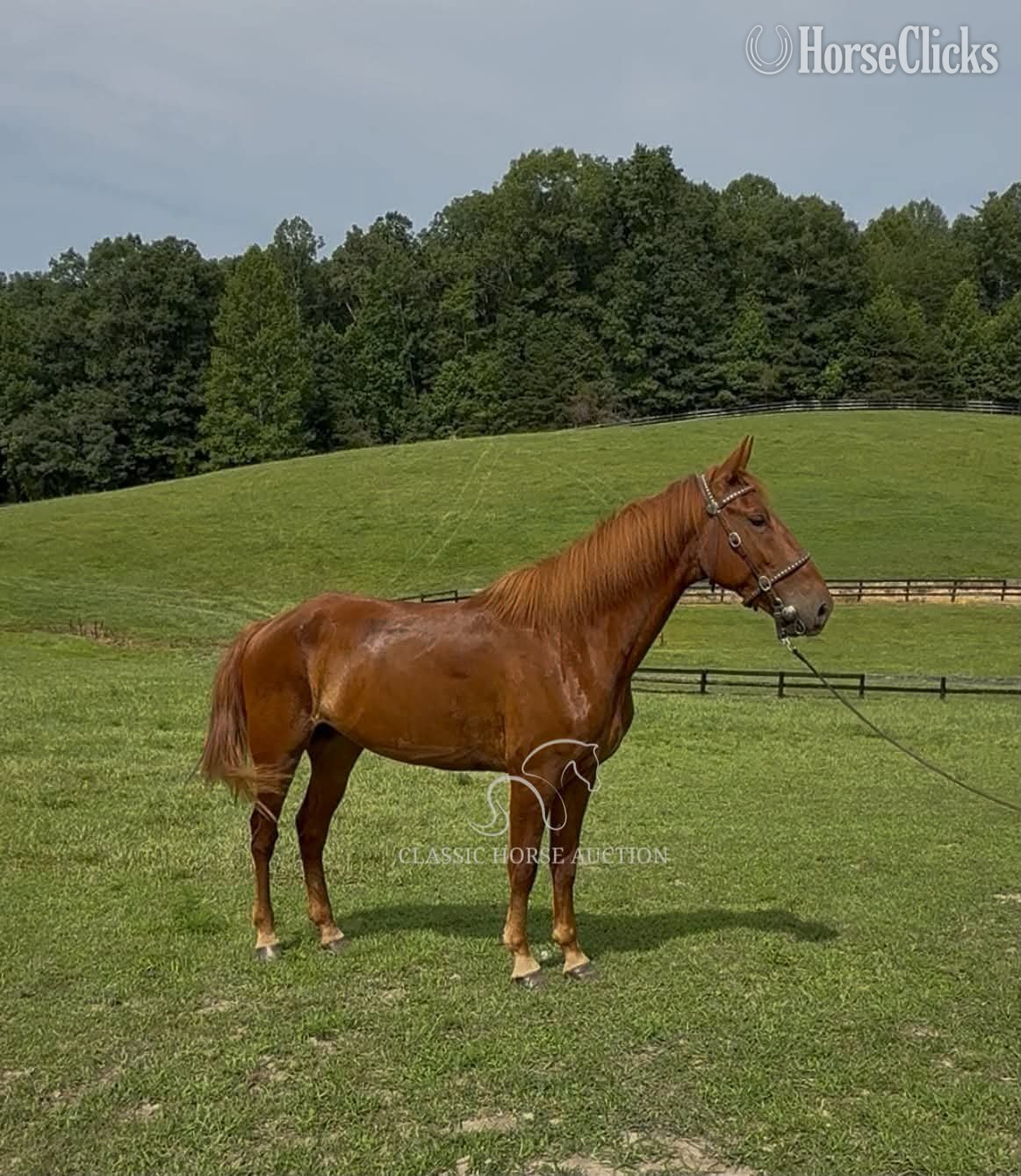 Kentucky "JAMANJI" Chestnut Gelding Kentucky Mountain