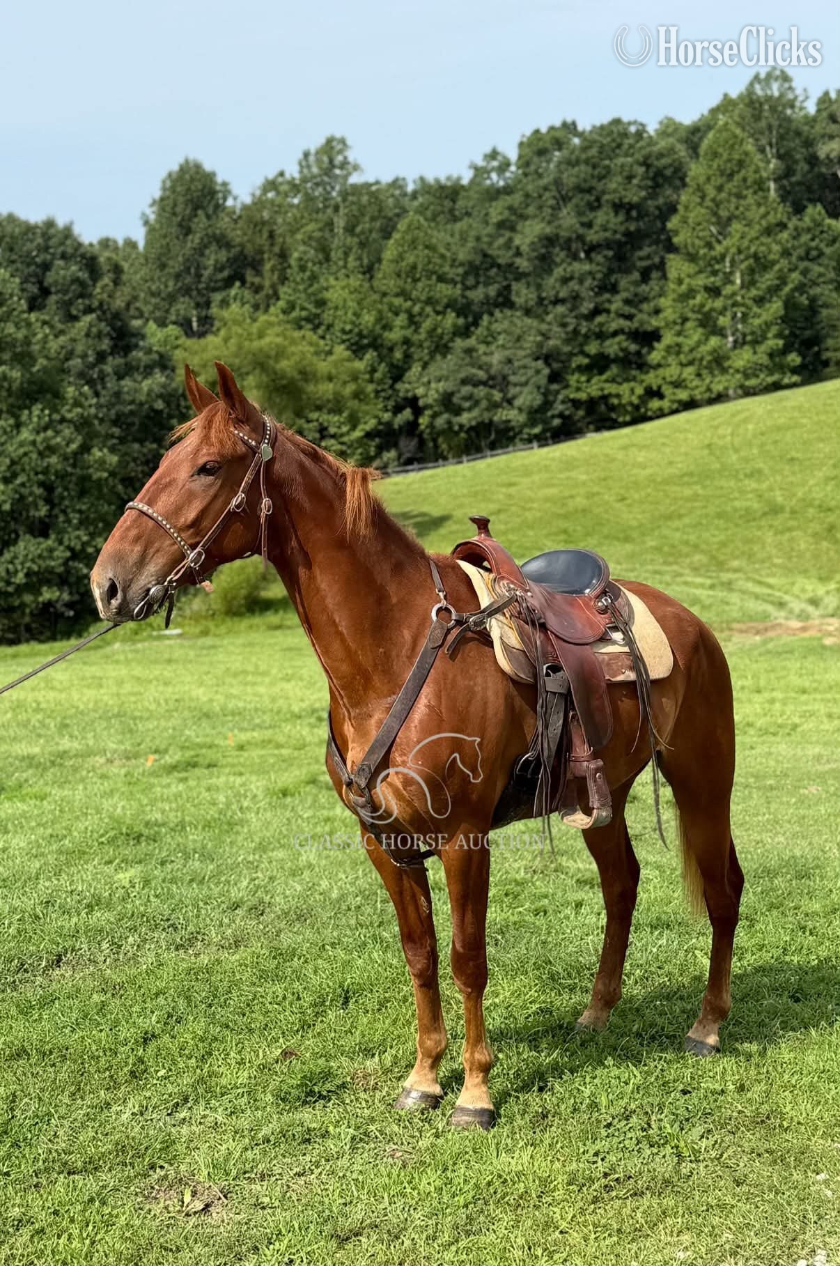 "JAMANJI" Chestnut Gelding Kentucky Mountain - Kentucky Mountain in Kentucky