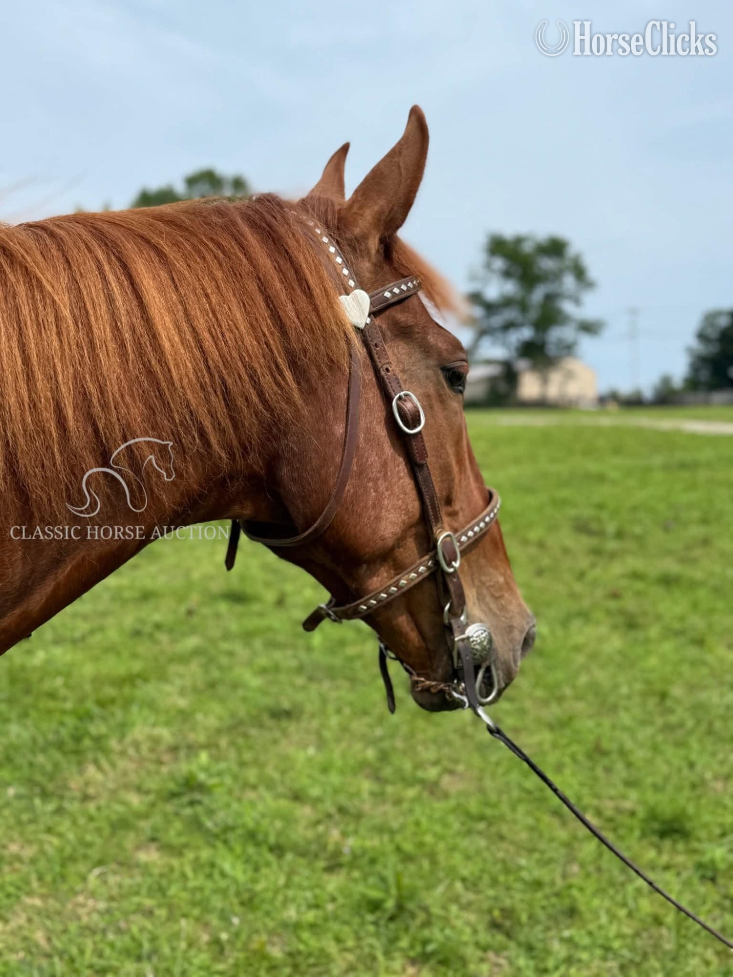 "JAMANJI" Chestnut Gelding Kentucky Mountain - Kentucky Mountain