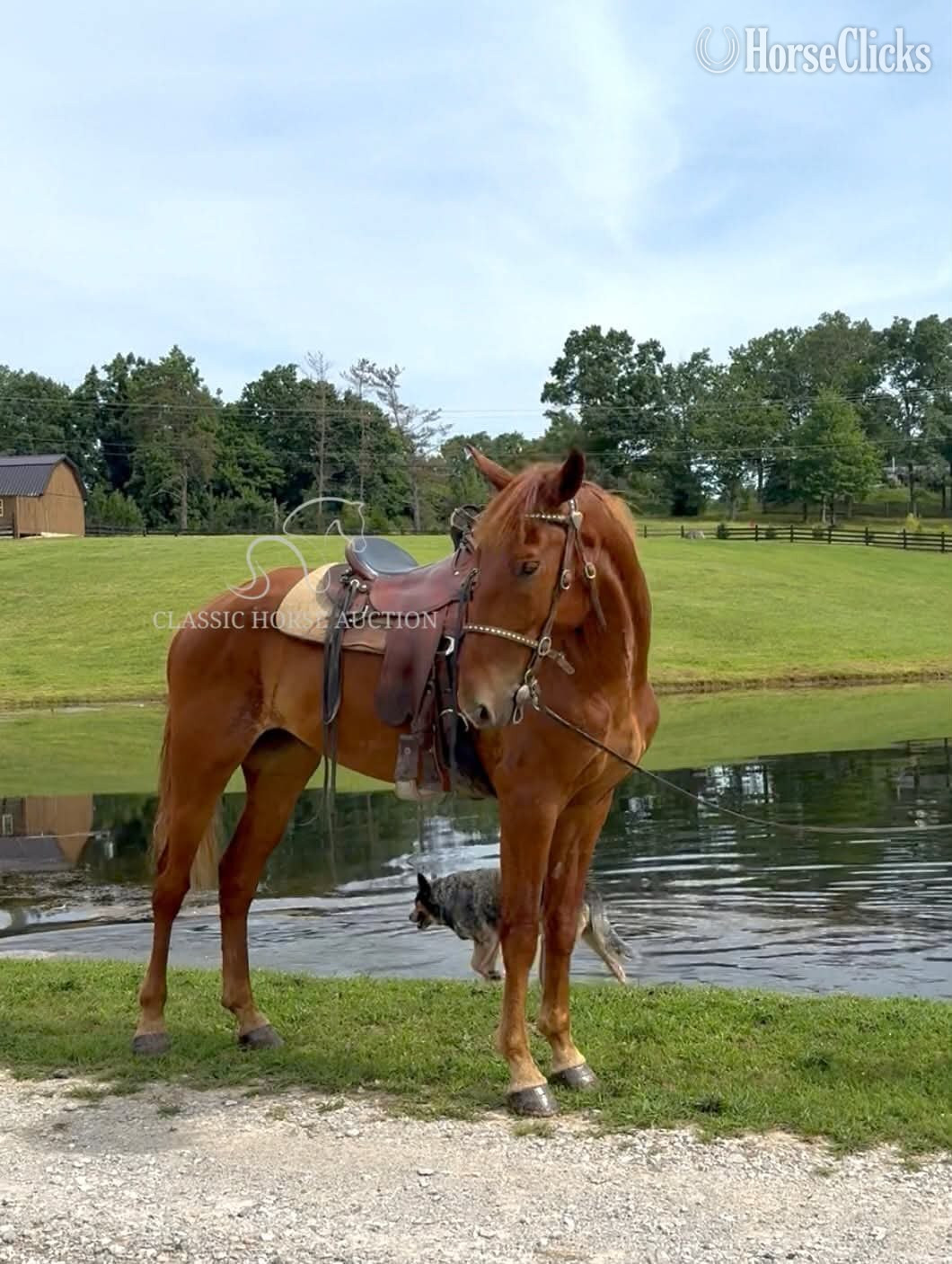 "JAMANJI" Chestnut Gelding Kentucky Mountain Kentucky