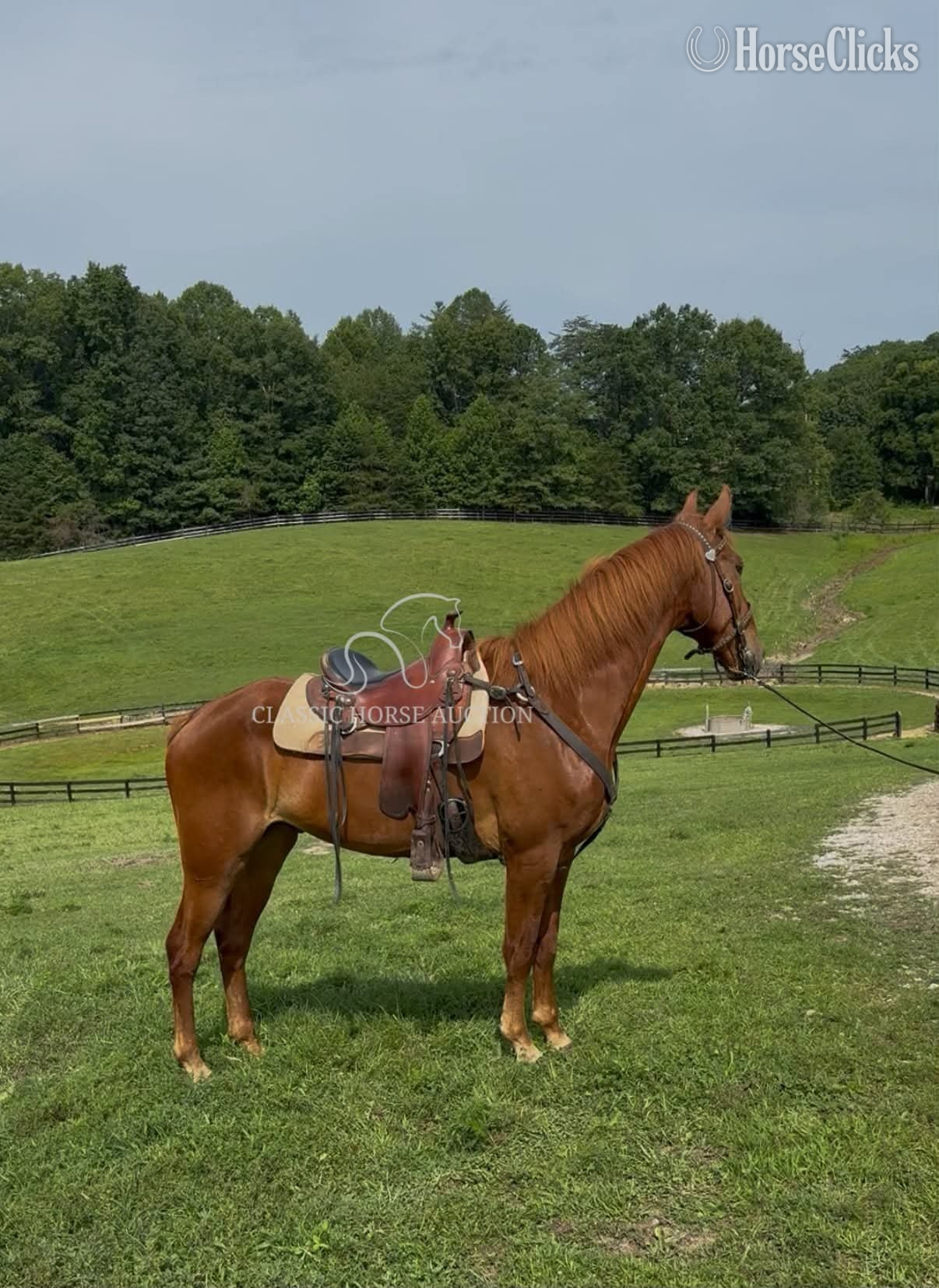 Kentucky Mountain - "JAMANJI" Chestnut Gelding Kentucky Mountain