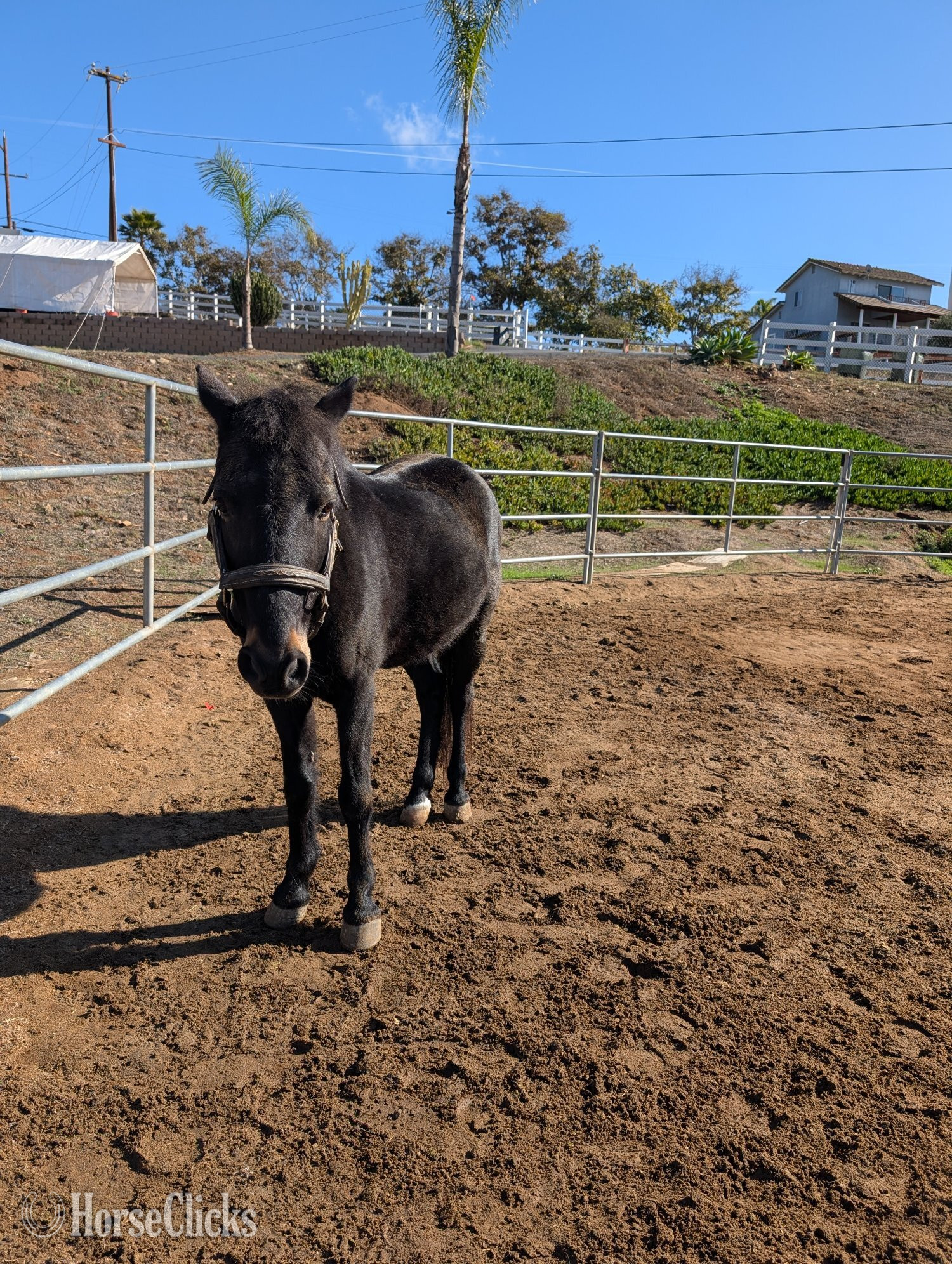"Timmy" Black Mare Hackney in California