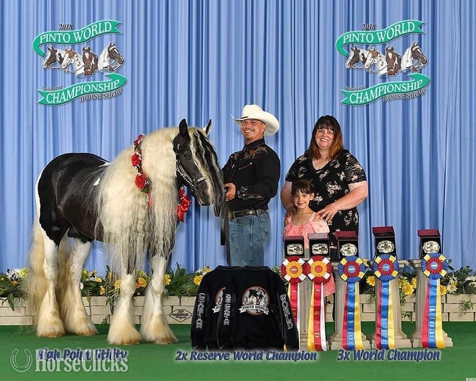 "River " Bay Colt Arabian Cross in Idaho