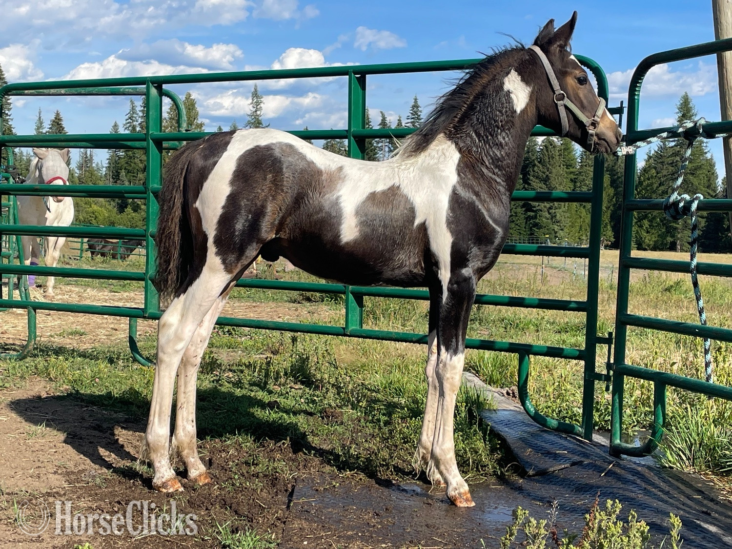 "River " Bay Colt Arabian Cross