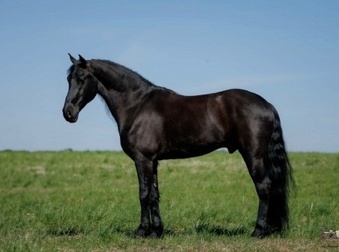 ""Arthur " " Black Gelding Friesian