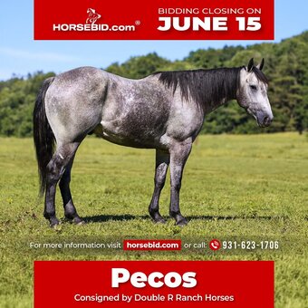"Pecos " Grey Gelding Quarter Horse