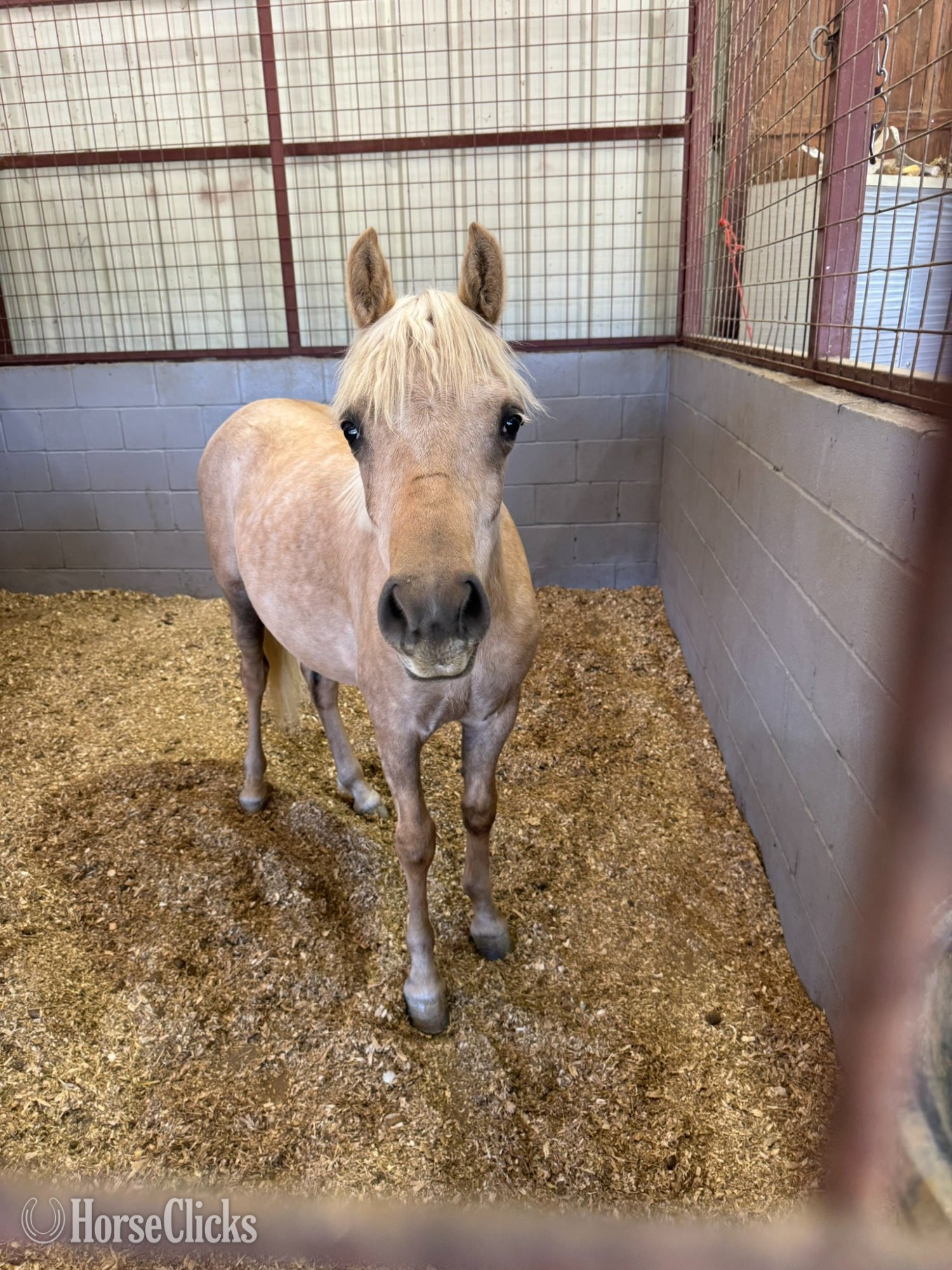 "Shamrock" Palomino Gelding Welsh Pony in Texas