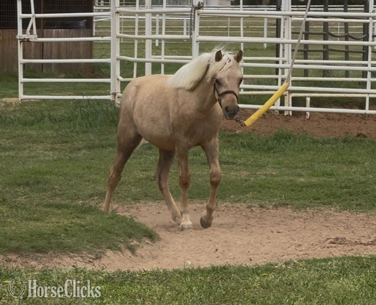 "Shamrock" Palomino Gelding Welsh Pony